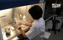 ม.มหิดล สร้างแอนติบอดีพิชิตไข้เลือดออก