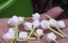 ดอกมะลิแพงรับวันแม่