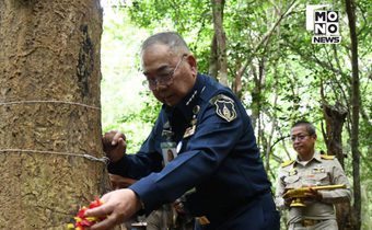 พิธีบวงสรวงตัดไม้จันทน์หอม เตรียมสร้างพระโกศจันทน์