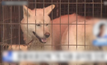ศาลเกาหลีใต้ตัดสินฆ่าสุนัขเพื่อบริโภคเนื้อผิดกฎหมาย