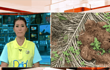 ช้างป่าเข้ามาหากินสวนปาล์มน้ำมันฉะเชิงเทรา