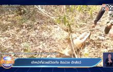 เจ้าหน้าที่ช่วยชีวิตเก้ง ติดบ่วง ดักสัตว์