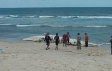 ซากวาฬบรูด้าลอยติดชายหาดภูเก็ต