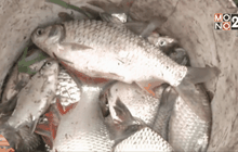 ชาวบ้านแห่จับปลาน็อคน้ำกลางคลอง จ.ปทุมธานี