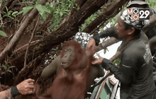 ภารกิจช่วยชีวิตอุรังอุตังบนเกาะบอร์เนียว