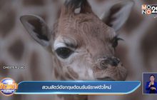 คลิป ยีราฟในสวนสัตว์ อังกฤษ ตกลูกตัวใหม่