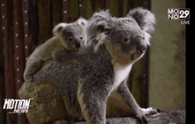 สวนสัตว์เปิดเขาเขียว เปิดตัว “ลูกโคอาลา”