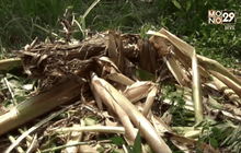 เร่งผลักดันช้างกลับป่า หลังทำร้ายเจ้าหน้าที่ จ.เลย