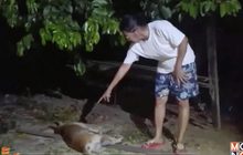 แจ้งความลูกศิษย์วัดดังโยนสุนัขจากศาลาดับ จ.นนทบุรี