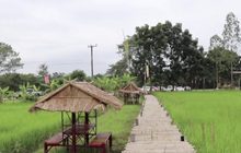 แห่เที่ยวสะพานไม้ไผ่กลางทุ่งนา เส้นทางขึ้นภูกระดึง