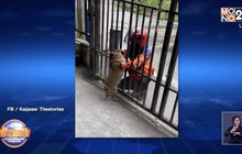 ทนคิดถึงไม่ไหว เจ้าของยอมส่งพัสดุ EMS เพื่อให้สุนัขได้เจอกับคนส่ง