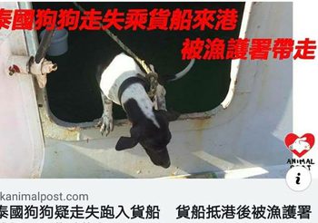 ทางการฮ่องกง ทำการุณยมาตน้องหมา หลังติดเรือสินค้าไปจากแหลมฉบัง