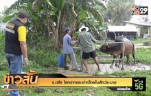 จ.ตรัง โรคปากและเท้าเปื่อยในสัตว์ระบาด