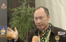 ​เร่งผลักดัน “กัญชา” ใช้ทางการแพทย์เป็นวาระแห่งชาติ