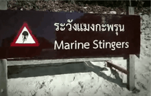 เตือนแมงกะพรุนพิษ