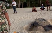 วางกำลังดูแลไข่เต่ามะเฟือง จ.พังงา