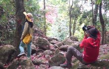 เมเปิลผลัดใบสีแดงบนเขตรักษาพันธุ์สัตว์ป่าภูหลวง