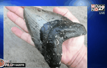 พบฟันฉลามยักษ์