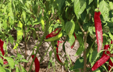 ผลกระทบอากาศหนาว