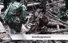 ช้างเขาใหญ่ถูกฆ่าเอางา