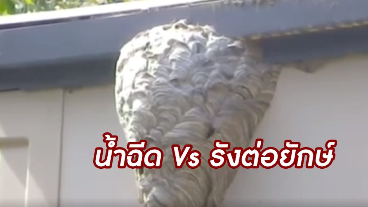 จะมีสภาพยังไง! เมื่อ ถ้าเอาน้ำฉีดใส่ Vs รังต่อยักษ์ เดี๋ยวรู้เรื่อง?