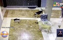 แม่แมว กระโดดปกป้องลูกที่ถูกหมาจร 3 ตัว รุมเห่าไล่