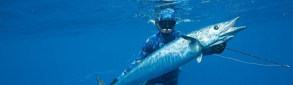 Shark vs Tuna ฉลาม ปะทะ ทูนา