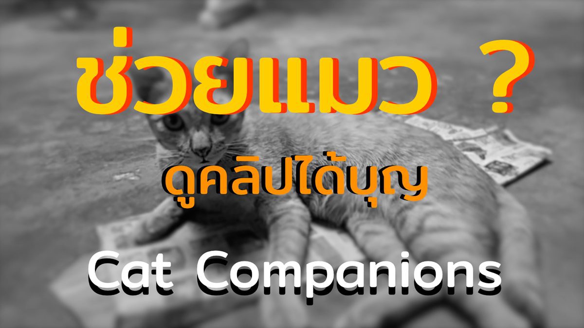 Cat Companions