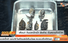 ประเด็น…..เตือน ! กินปลาปักเป้า พิษร้าย อันตรายถึงชีวิต