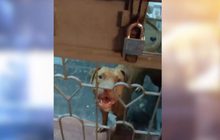 ผวา! ปล่อยสุนัขอเมริกันพิทบลูวิ่งเล่นในคอนโด