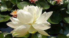 ปฏิทินวันพระ 2563 เดือนมีนาคม