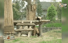 ผู้ดูแลสัตว์ต่างชาติมาเรียนรู้การให้อาหารแพนด้าในจีน