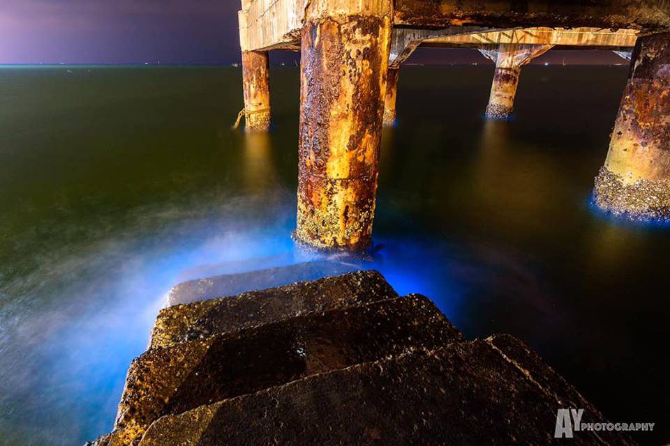 ทะเลบางแสน เรืองแสงสีฟ้าวาววับในยามค่ำคืน ปรากฏการณ์ธรรมชาติที่หาดูยาก