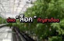​The Morning – จับตาสิทธิบัตร “กัญชา”หวั่นต่างชาติได้ประโยชน์