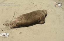 พบสิงโตทะเลหลายสิบตัวเกยตื้นในชิลี