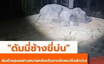 “พังดัมมี่”นอนสบายคืนแรกที่ศูนย์อนุรักษ์ช้างลำปาง