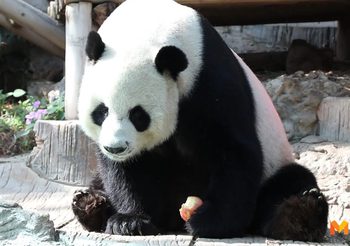 ได้ข้อสรุป ช่วง ช่วง หมีแพนด้ายักษ์ตาย ไทยต้องจ่ายชดเชย  15 ล้านให้จีน