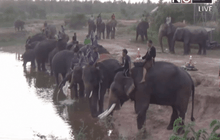ช้างสุรินทร์ร่วมงานลอยกระทง