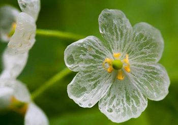 ดอกซังคะโย เมื่อถูกน้ำฝน จะเปลี่ยนจากสีขาวเป็นดอกโปร่งใส