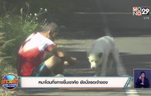 หมาโดนทิ้งทางขึ้นเขาค้อ ยังนั่งรอเจ้าของ