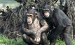 ชิมแปนซีมีความผูกพันทางสังคมเหมือนมนุษย์