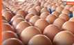 ผู้เลี้ยงไก่ไข่ ยัน ไข่ไม่ขาดแคลน ราคาหน้าฟาร์มไม่ขยับ ช่วยฝ่าวิกฤตโควิดไปด้วยกัน