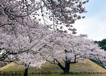 “พ็อตก็อต” ไม่ได้มีดีแค่ถ่ายรูป เทรนด์ “เที่ยวฮีลใจ” ดันเกาหลีขึ้นลิสต์ปลายทางยอดนิยม
