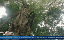 อุปการะต้นไม้เพื่อปกป้องผืนป่าในอินโดนีเซีย