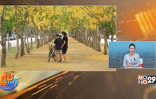 “ดอกคูณ” บานสะพรั่ง รับหน้าร้อน