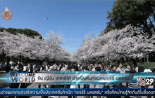 จีน ญี่ปุ่น เกาหลีใต้ อ้างเป็นต้นกำเนิดดอกเชอร์รี่ บลอสซัม