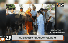 ควายแสนรู้แบกย่ามตามพระบิณฑบาต