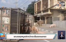 รถบรรทุกหมูพลิกคว่ำกระเด็นออกนอกรถ