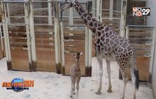 ลูกยีราฟสายพันธุ์หายากเกิดในสวนสัตว์เช็ก