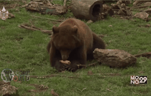 หมู่บ้านอนุรักษ์หมีในโครเอเชีย